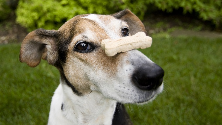 Beagle mix balancing dog bone on nose, concept for patience, waiting