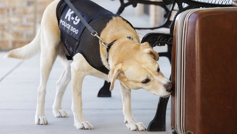 An explosives and drug-sniffing police dog investigating a abandoned suitcase.