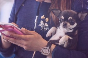 Midsection Of Woman Carrying Chihuahua While Using Mobile Phone