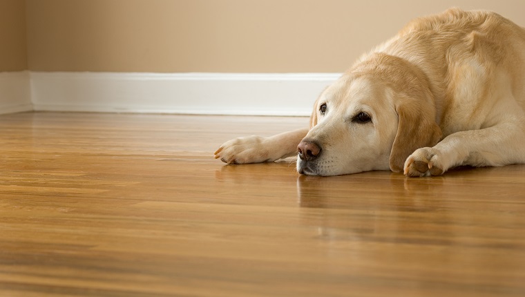 Shown here is a very happy yet very sleepy 12-year-old Yellow Labrador Retriever laying on a hardwood floor with his ears down. This friendly old dog weighs in at 100 lbs. Model release on file.See other related images here: