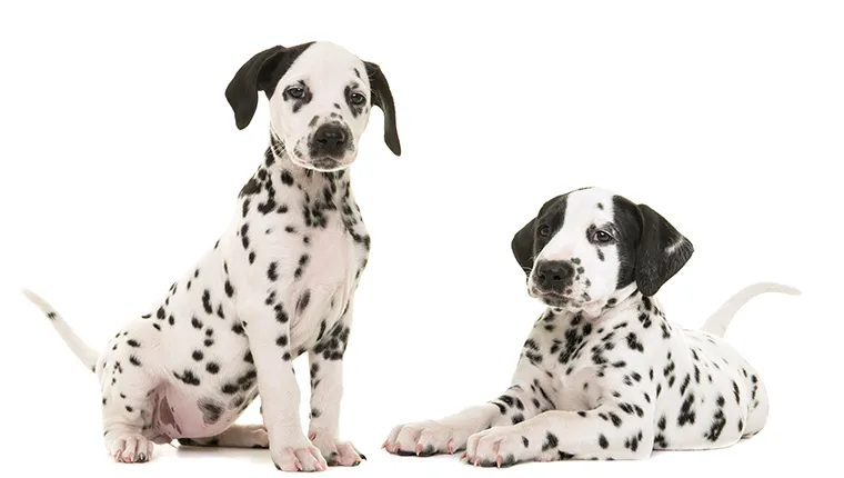 Two cute dalmatian puppy dogs sitting and lying down facing the camera isolated on a white background both with tails up