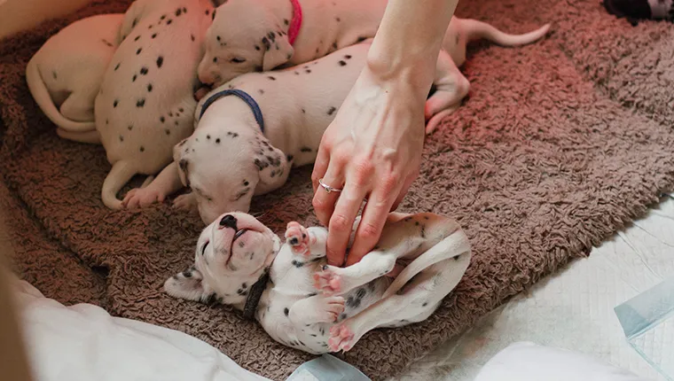 Dalmatian puppies are lying in their pet bed. one of the puppies is on his back as his owner is rubbing his belly.