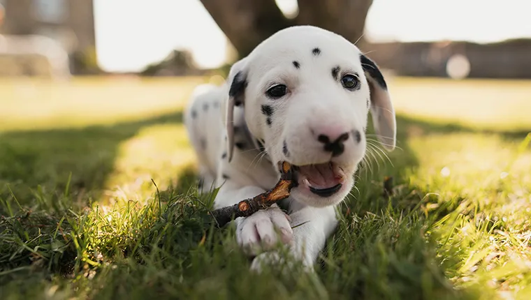 Cute Dalmatian puppy is lying on the grass in the garden, chewing on a tree stick.