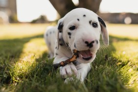 Cute Dalmatian puppy is lying on the grass in the garden, chewing on a tree stick.