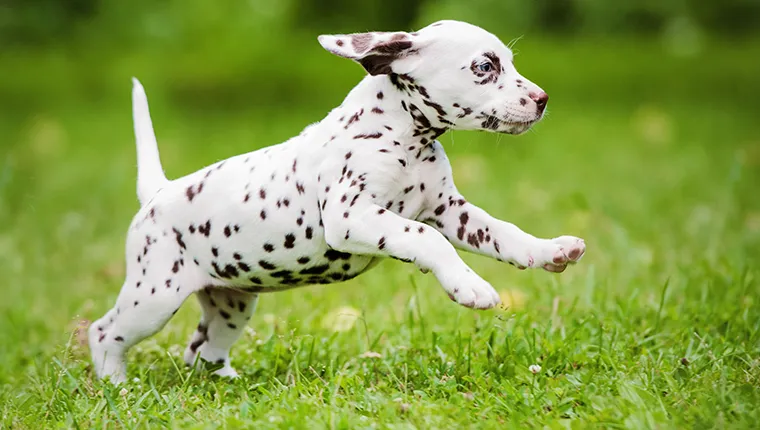 Running Dalmatian Puppy