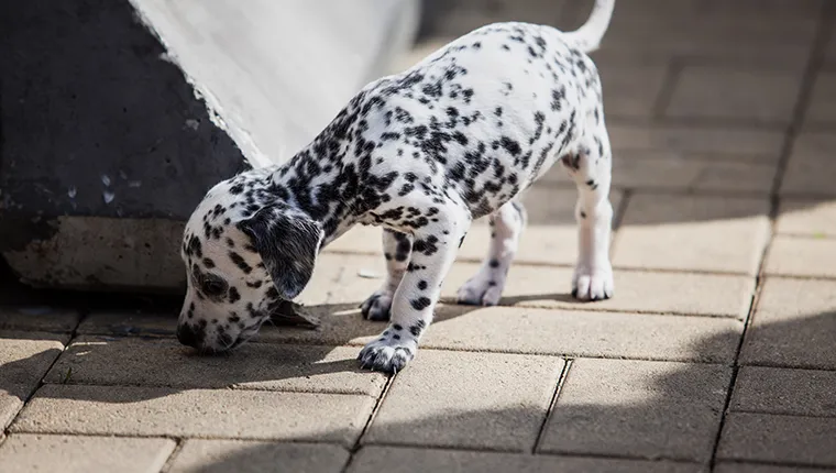 Dalmatian puppy. Portrait of dalmatian puppy