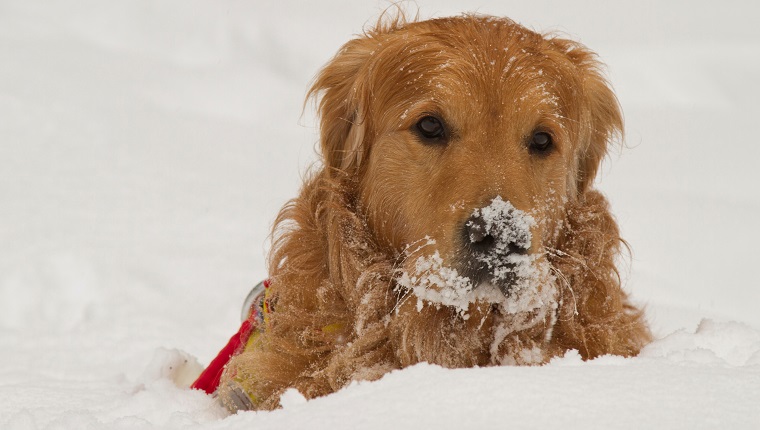 25 Dogs With A Case Of Snowface [PICTURES] - DogTime