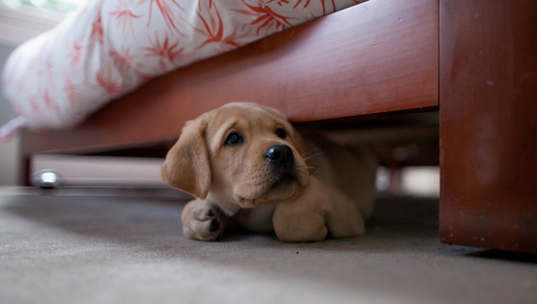 Yellow puppy labrador retriever hiding under a bed