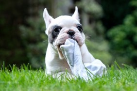 Close up of Pied French Bulldog puppy chewing on a piece of sock