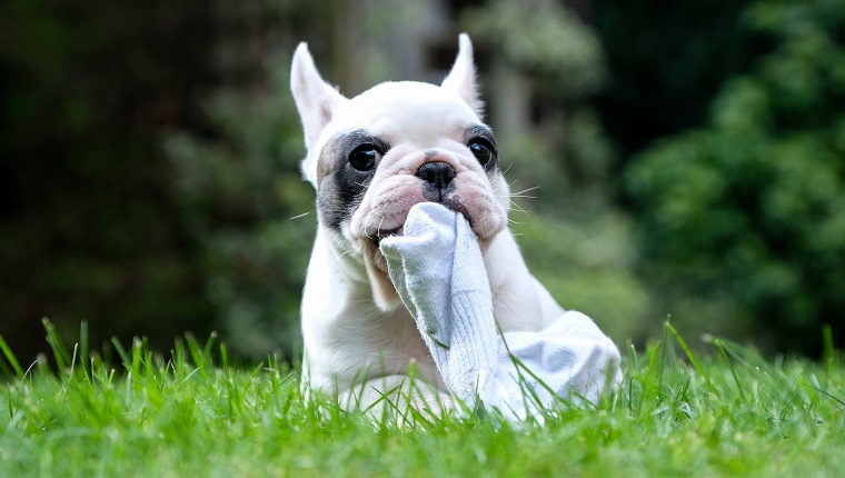 Close up of Pied French Bulldog puppy chewing on a piece of sock