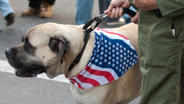 Working dog in the Veterans Day Parade in NYC