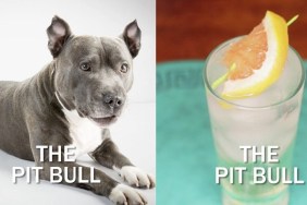 pit bull dog next to cocktail