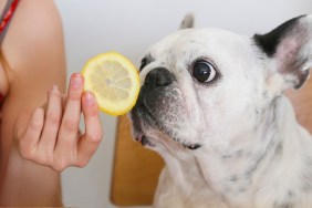 Portrait of French Bulldog smelling lemon slice