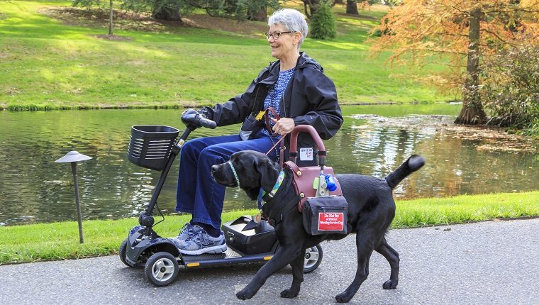 Recipient and her service dog stroll by a pond at the world famous Longwood Gardens in SE Pennsylvania, USA. Recipient has MS. Junius was trained by Canine Partners for Life in PA, and this team is going through 3 weeks of "Team Training" for newly matched recipients and service dogs.