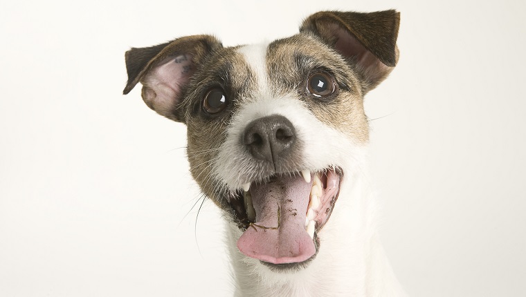 Parson terrier (Canis lupus familiaris) portrait