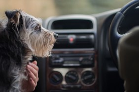 Close-Up Of Dog Sitting In Car