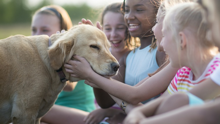 A group of elementary age children are playing with a golden retriever outside at the park.