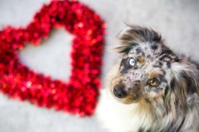 Blue merle miniature Australian shepherd dog next to a heart shape Valentine's decoration