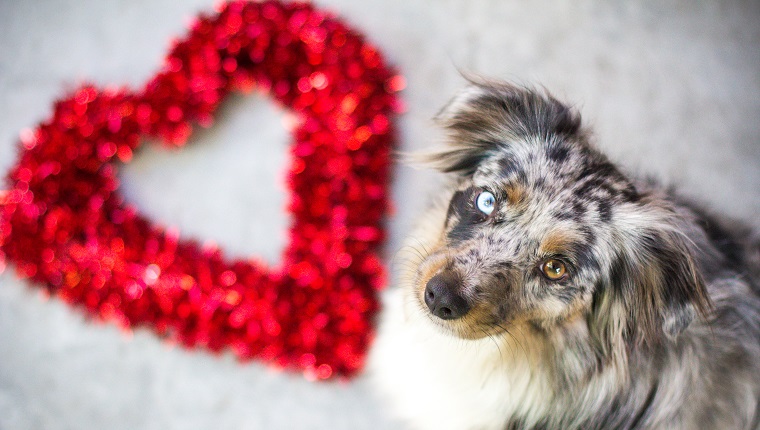 Blue merle miniature Australian shepherd dog next to a heart shape Valentine's decoration