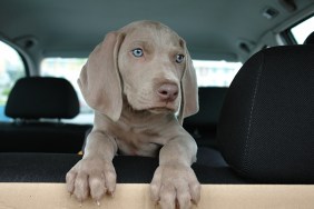 Weimaraner puppy sitting in the backseat