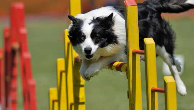 Papillon best sale agility 2018