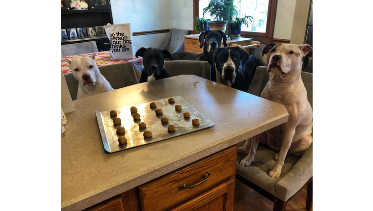 katelyn's dogs enjoying the results of her dog treat recipe