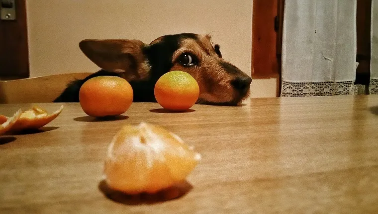 Can Dogs Eat Mandarin Oranges