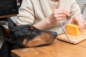A woman cutting a cheese and a Doberman staring at it