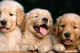 Portrait Of Golden Retriever Puppies On Bench