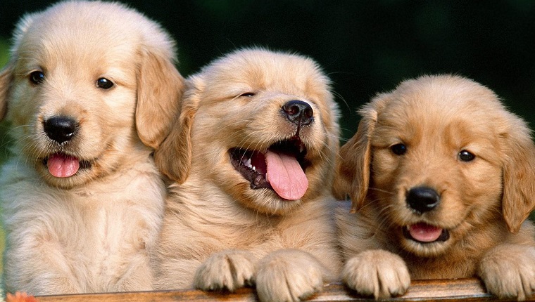 Portrait Of Golden Retriever Puppies On Bench