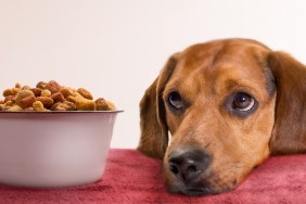young beagle waits for food...has been blurred some so focus is on eyes and actual dog food.