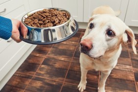 Person Giving Food To Dog At Home