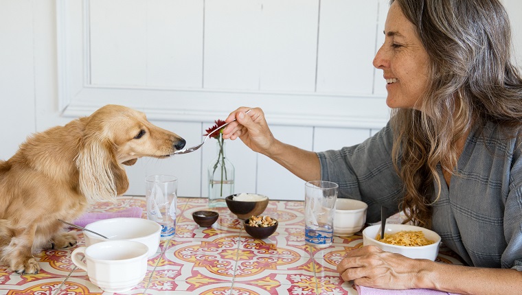 Woman feeding her dog breakfast from the table like a baby