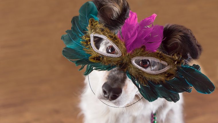 Border Collie Australian shepherd mix dog wearing feather mask masquerade costume bead necklace in observance celebration of carnival mardi gras looking at camera and ready to party have fun celebrate