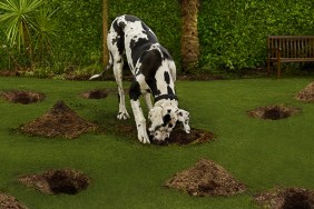 Dog digging in the garden searching