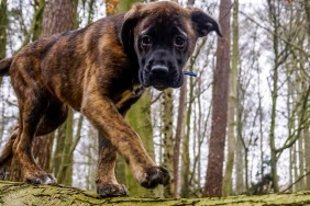 Puppy walking on a log in Sonian Forest, Belgium