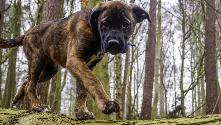 Puppy walking on a log in Sonian Forest, Belgium