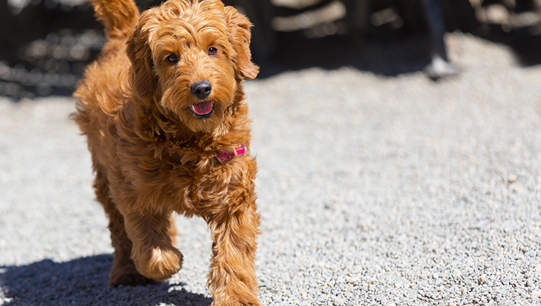Miniature goldendoodle puppy running in a dog park
