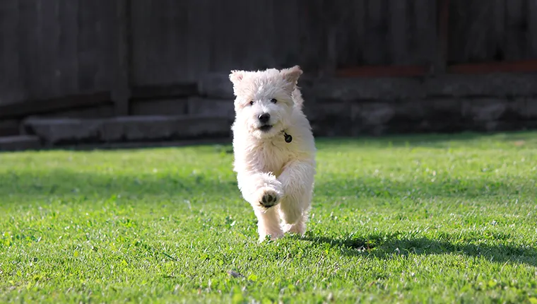 Goldendoodle Puppy Running In Grass