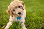 A 9 week old Goldendoodle puppy laying down in grass looking at the camera with his head cocked to the side.