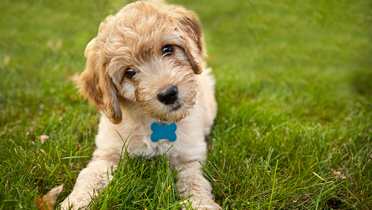 A 9 week old Goldendoodle puppy laying down in grass looking at the camera with his head cocked to the side.