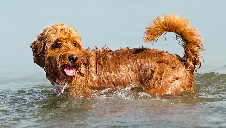Young Goldendoodle wadding in shallow water