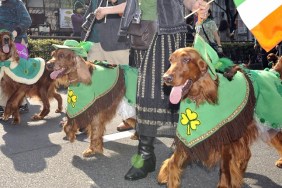 Members of Irish Setter Club and their dogs march during the St.Patrick's Day Parade in Tokyo on March 16, 2008. Some 2,000 people took part in the parade to commemorate the Irish patron saint. AFP PHOTO / Yoshikazu TSUNO
