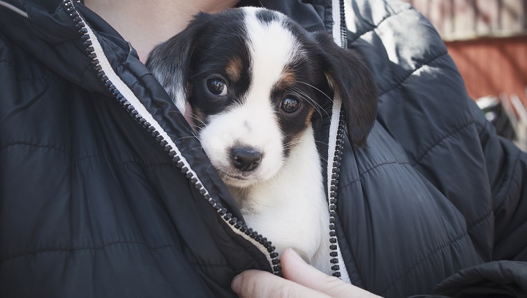 Midsection of person holding puppy under his jacket