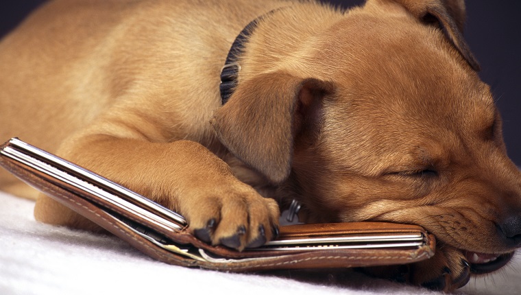 Misbehaving puppy chewing on wallet