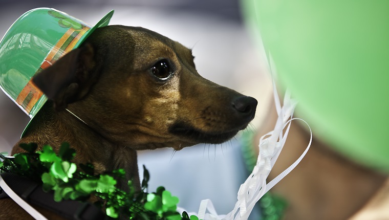 Cute dog is dressed in costume for St. Patty's Day. He is wearing a hat and shamrocks around his neck.