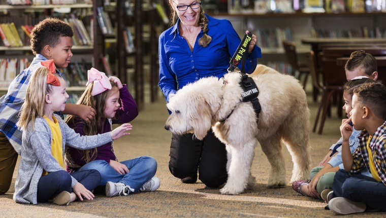 A multi-ethnic group of six boys and girls sitting on the floor of a library, meeting a reading assistance therapy dog, a goldendoodle who is trained to listen to children read. The dog handler is a mature woman in her 50s who is smiling and encouraging the children to interact with the dog. The girl 3rd from the left has down syndrome.