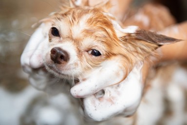 A dog taking a shower with soap and water,Cleaning service
