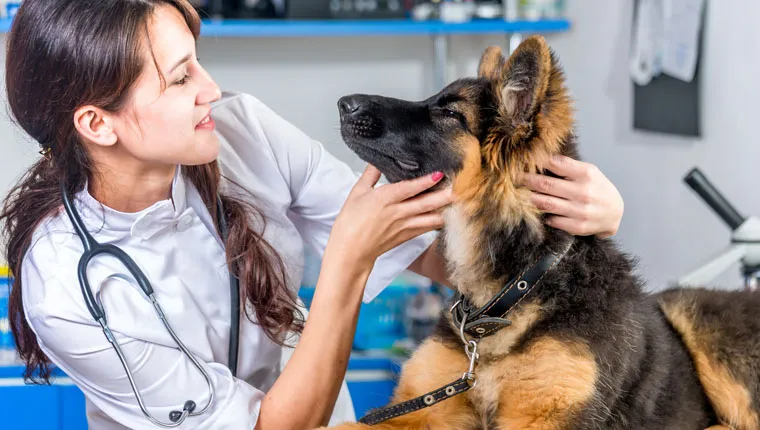Dog being checked out by vet