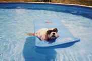 Dog Floating